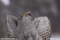Filename=Accipiter_gentilis_4934.JPG
Filesize=102KB
Dimensions=640x427
Date added=Jun 17, 2010 Accipiter_gentilis_4934.JPG