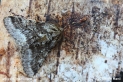 Filename=Lycia_hirtaria_9805.JPG
Filesize=149KB
Dimensions=750x500
Date added=Apr 28, 2013 Lycia_hirtaria_9805.JPG