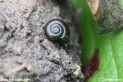 Filename=Aegopinella_minor_4376.JPG
Filesize=110KB
Dimensions=750x500
Date added=Sep 26, 2011 Aegopinella_minor_4376.JPG