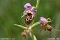 Ophrys_apifera_8819.JPG