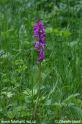 Orchis mascula _8263.JPG