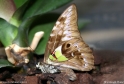 Filename=Graphium_wallacei.jpg
Filesize=99KB
Dimensions=640x434
Date added=Jun 16, 2010 Graphium_wallacei.jpg