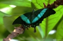 Papilio_ palinurus_4512.jpg
