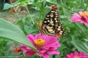 Papilio_demoleus_9599.jpg