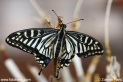 Papilio_xuthus_9837.JPG