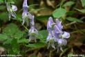 Filename=Aconitum_variegatum_3026.JPG
Filesize=99KB
Dimensions=750x499
Date added=Nov 29, 2010 Aconitum_variegatum_3026.JPG