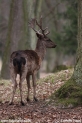 Filename=Dama_dama_0102.JPG
Filesize=103KB
Dimensions=499x750
Date added=Apr 01, 2011 Dama_dama_0102.JPG