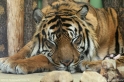 Panthera_tigris_4687.jpg